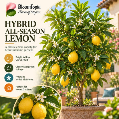 Illustration of mature Hybrid All-Season Lemon features with variety callouts.