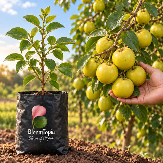 Illustration comparing young Ball Sundari Apple Ber nursery growth with a mature plant.
