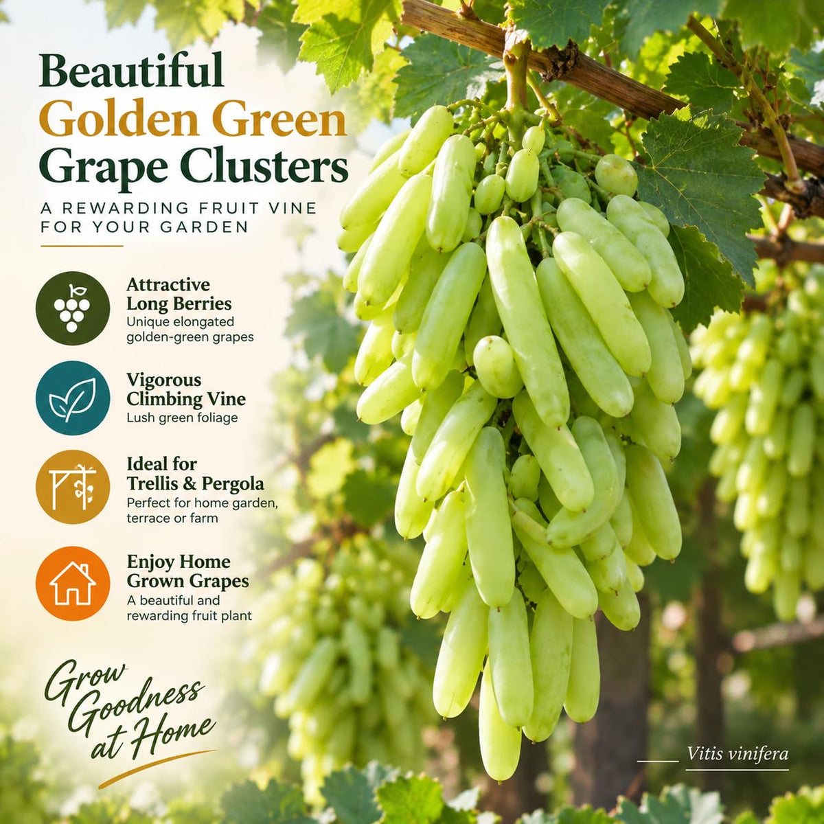 Illustration of mature Golden Green Grape features with variety callouts.