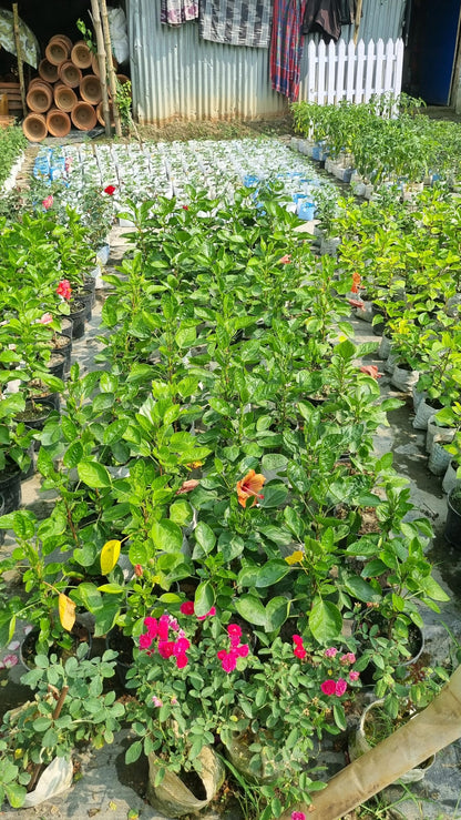 Pink flowering hibiscus plants in a nursery.