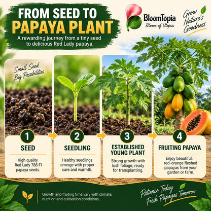 Illustrated progression from papaya seed to fruiting plant.