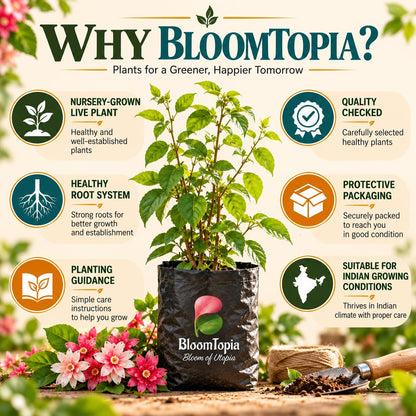 BloomTopia plant-handling and brand-information panel featuring Double Petal Madhumalti Rangoon Creeper.