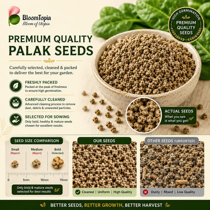 Palak spinach seeds beside their packaging.