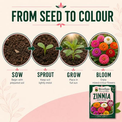 Zinnia seed-to-flower growth stages.