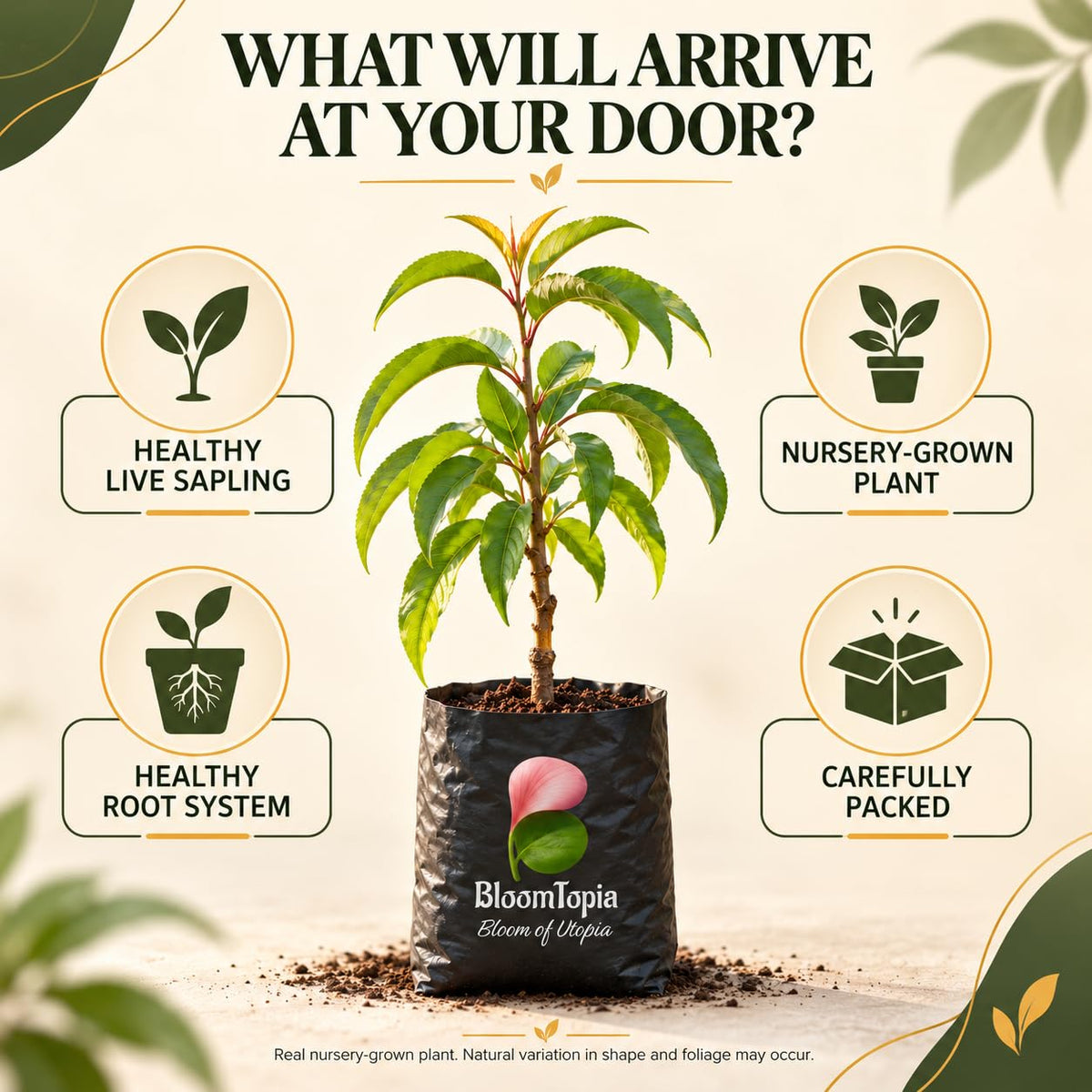 Illustrated plant, root close-ups and pack-presentation panel for Sharbati Peach Grafted.