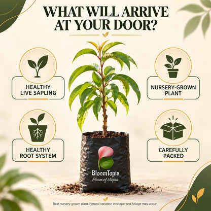 Illustrated plant, root close-ups and pack-presentation panel for Sharbati Peach Grafted.