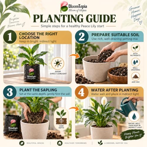 Step-by-step planting illustration for Peace Lily (Spathiphyllum).
