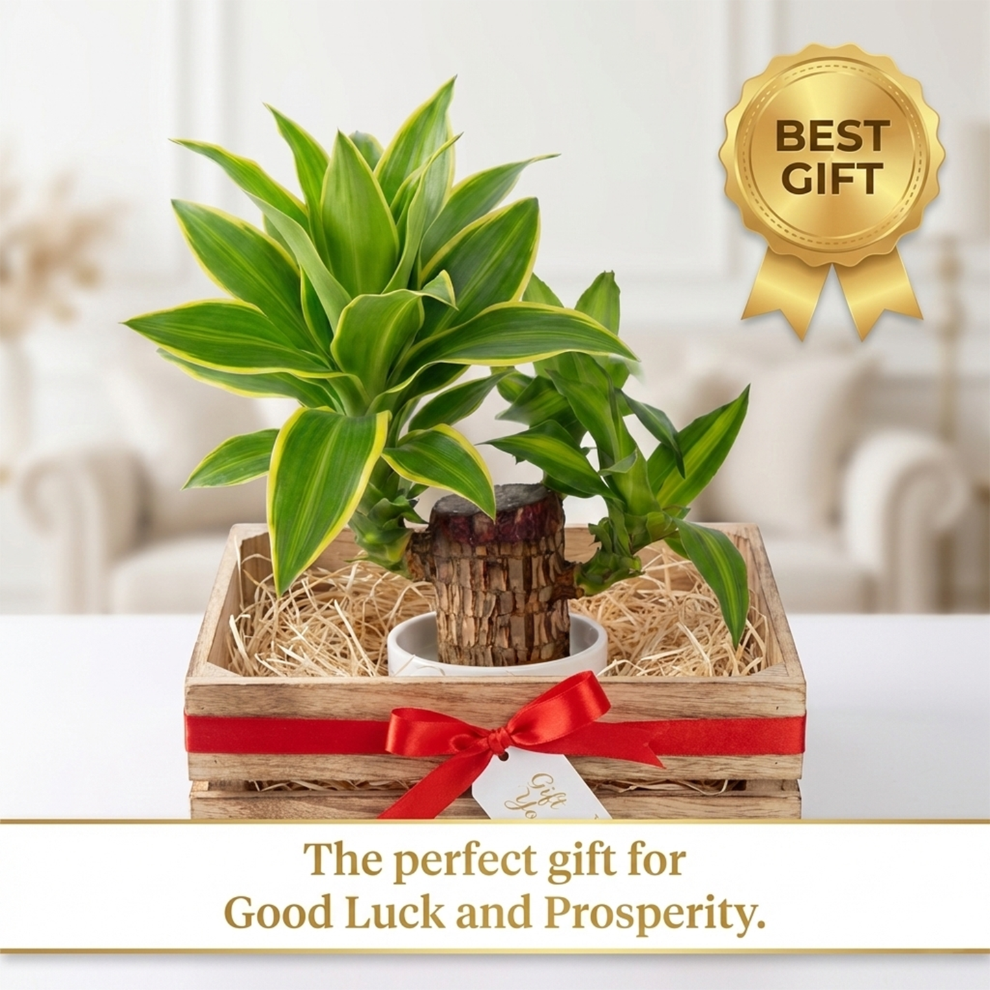 Lucky Brazilian Wood Live Plant for Home & Office | Good Luck Indoor Green Plant for Room & Desk Decor | Easy Care Air-Purifying Indoor Plant | Fresh Healthy Live Plant
