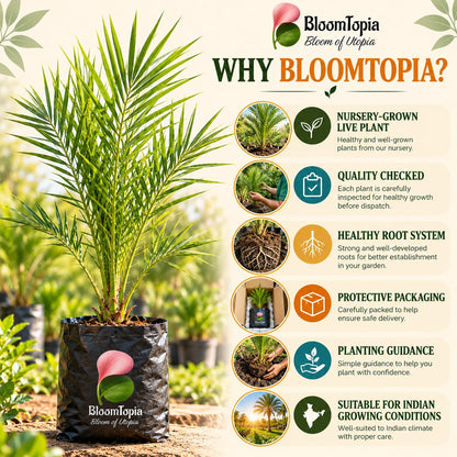 BloomTopia plant-handling and brand-information panel featuring Arabian Date Palm.