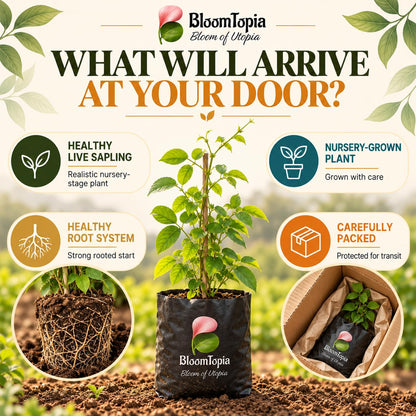 Illustrated plant, root close-ups and pack-presentation panel for Red Aparajita.