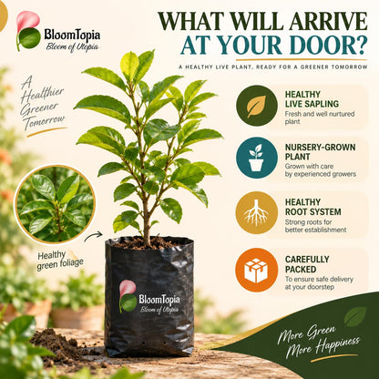 Illustrated plant, root close-ups and pack-presentation panel for Barbados Cherry.