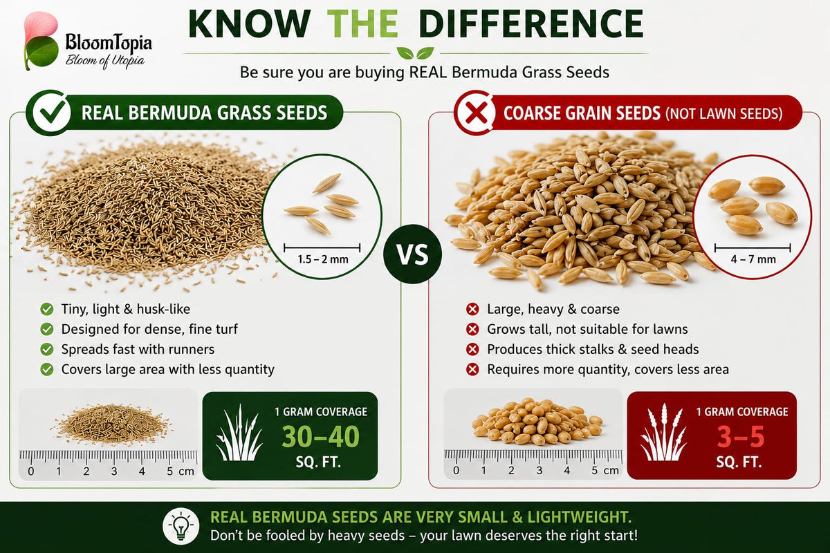 Illustrated comparison of grass seeds and other grains.