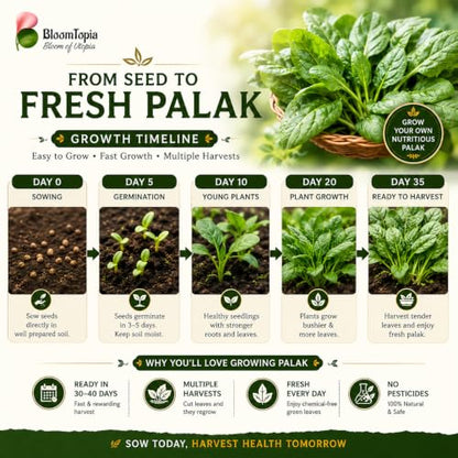 Palak spinach seed-to-harvest growth illustration.