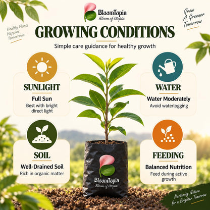 Sunlight, water, soil and feeding guide for Thai Giant KG Sugar Apple Sitafal.