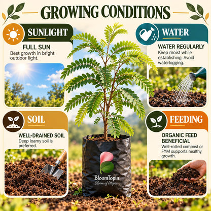 Sunlight, water, soil and feeding guide for Sweet Tamarind (Misthi Tetul).