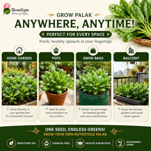 Pots, grow bags and garden beds for palak spinach.