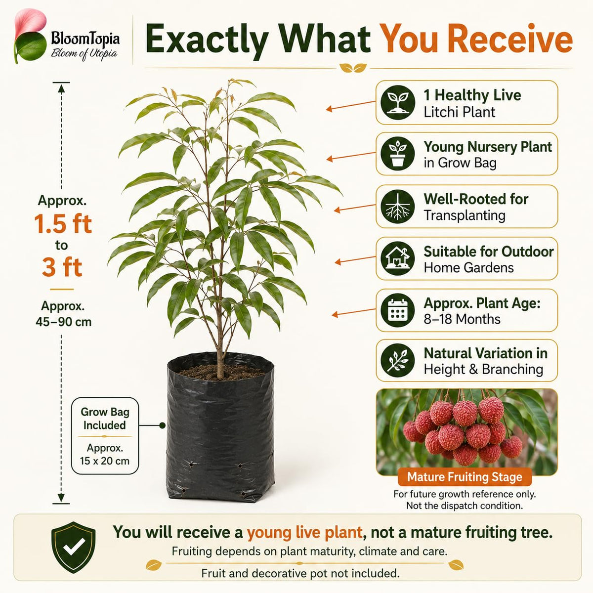 Young litchi plant and nursery plant contents panel.