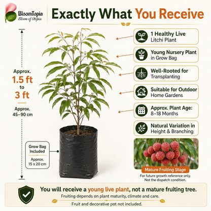Young litchi plant and nursery plant contents panel.