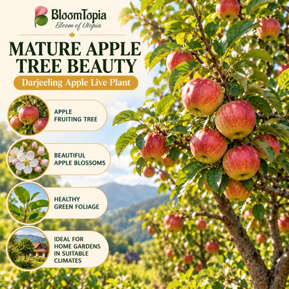 Illustration of mature Darjeeling Apple features with variety callouts.