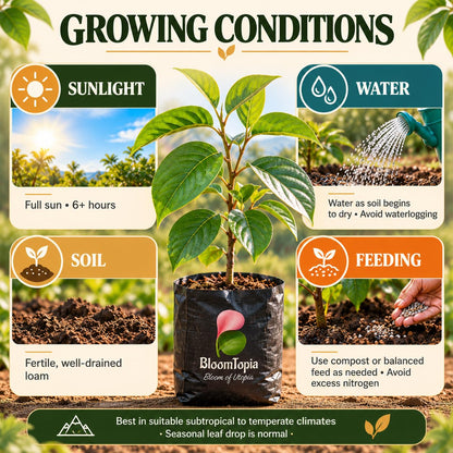 persimmon sunlight, water, soil and feeding guide.