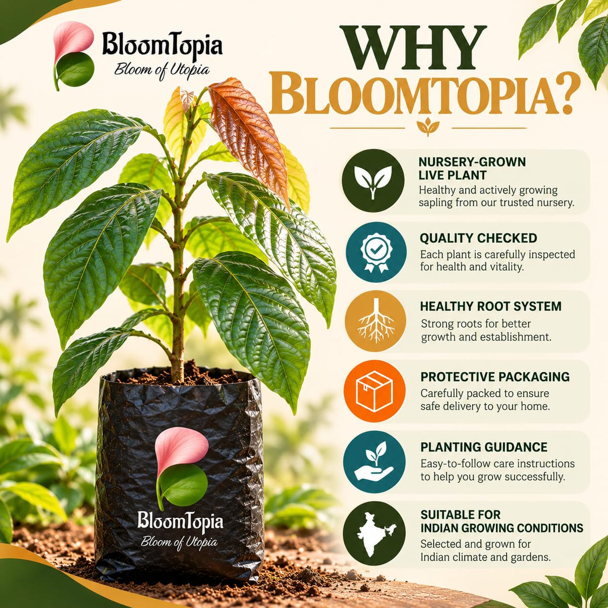 BloomTopia plant-handling and brand-information panel featuring Cocoa.