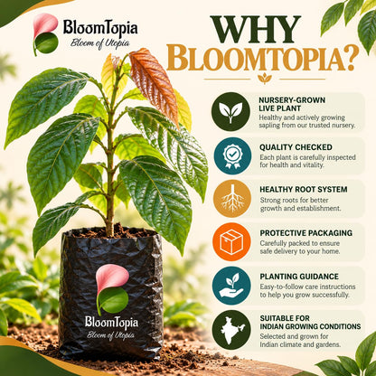 BloomTopia plant-handling and brand-information panel featuring Cocoa.