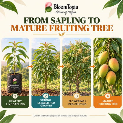 Illustrated growth stages for All-Season Mango, from young plant to mature growth.