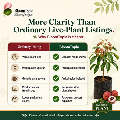 BloomTopia litchi plant product information panel.