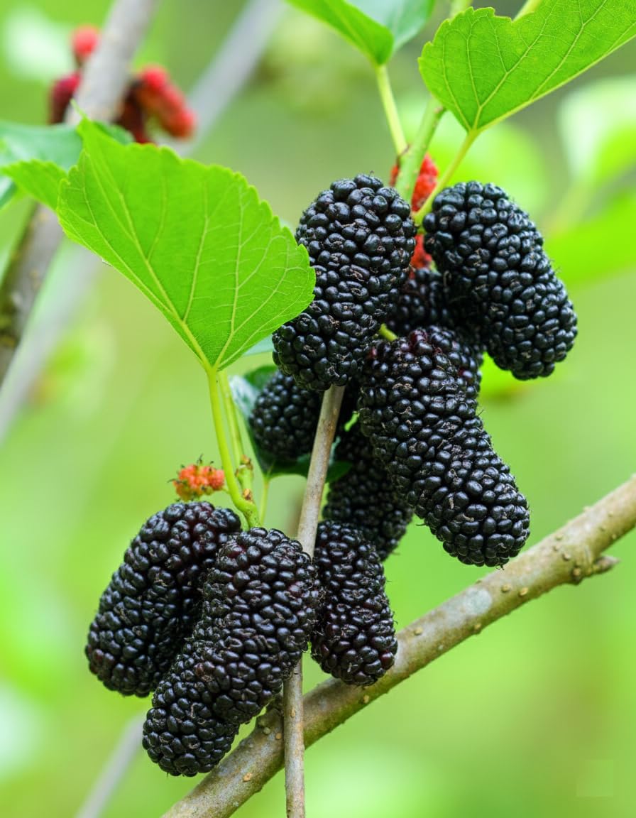 Dark mulberries on a leafy branch.