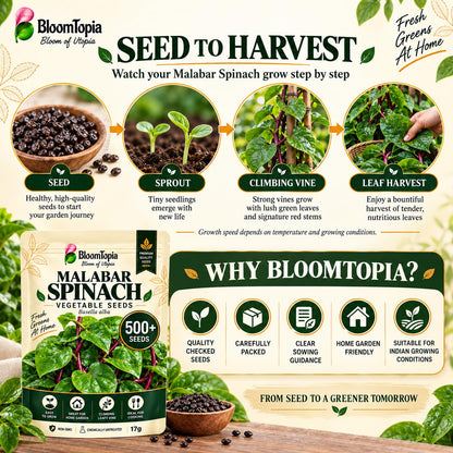 Malabar spinach growth-stage and BloomTopia brand-information panel.
