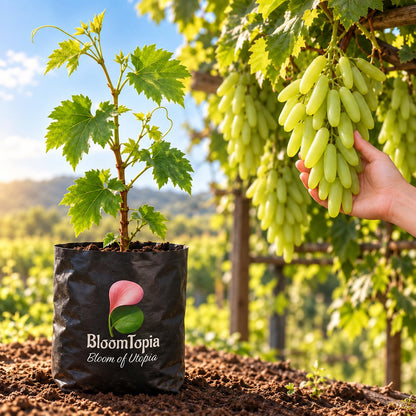 Illustration comparing young Golden Green Grape nursery growth with a mature plant.