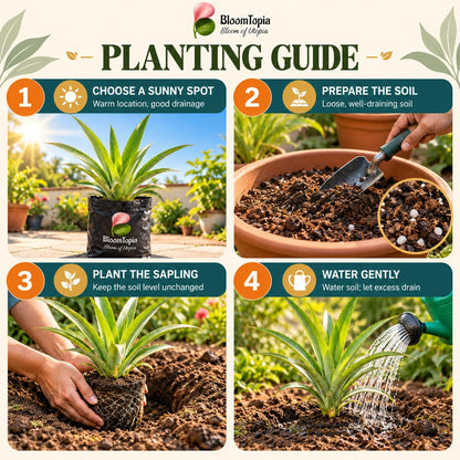 Four-step planting illustration for Pineapple (Ananas).