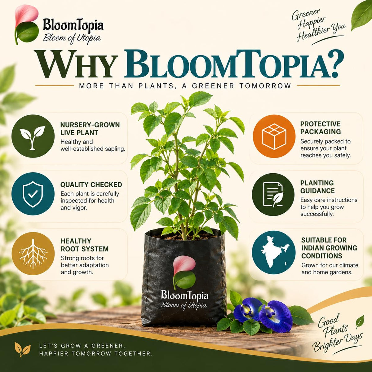 BloomTopia plant-handling and brand-information panel featuring Blue Aparajita.