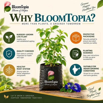 BloomTopia plant-handling and brand-information panel featuring Blue Aparajita.
