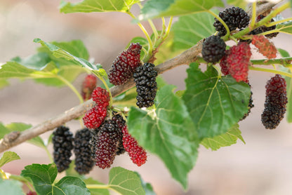 Mulberries at different ripening stages on a branch.