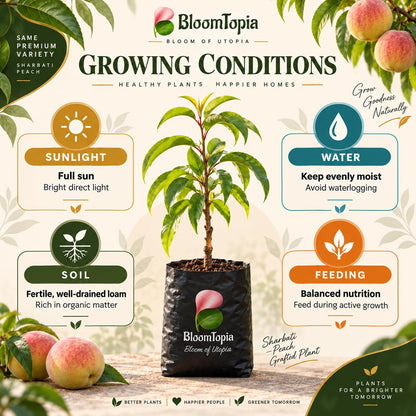 Sunlight, water, soil and feeding guide for Sharbati Peach Grafted.