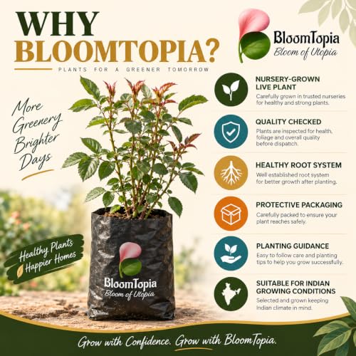 BloomTopia plant-handling and brand-information panel featuring Dark Burgundy Rose.