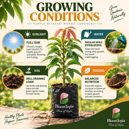 Sunlight, water, soil and feeding guide for Miyazaki Mango.