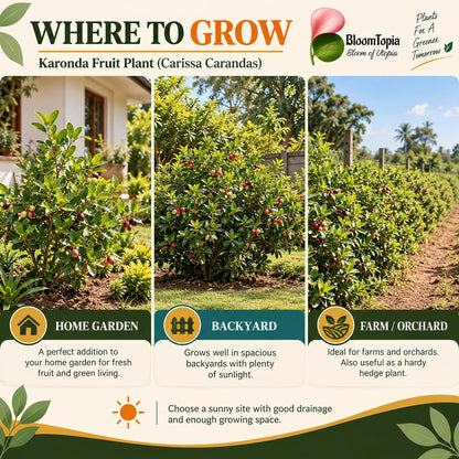Illustrated growing locations for Karonda Fruit Plant (Carissa carandas).