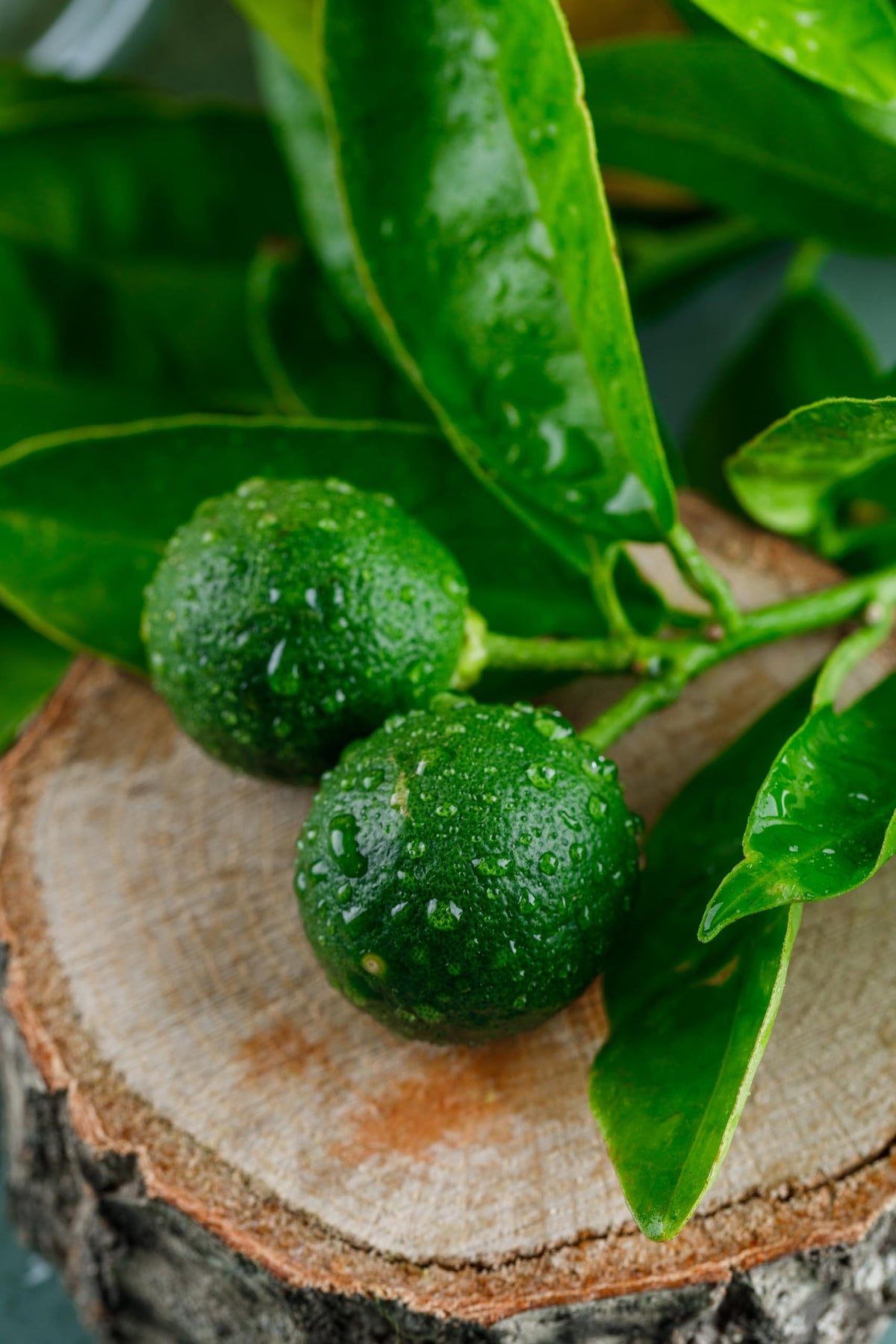 Green citrus fruits growing beside leaves.