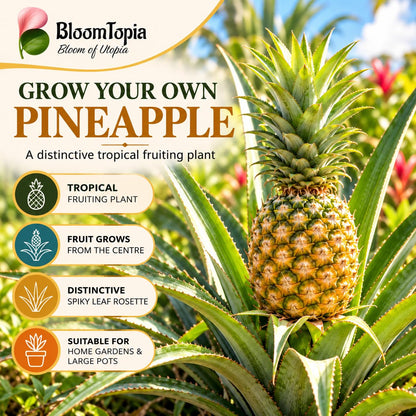 Illustration of mature Pineapple (Ananas) features with variety callouts.