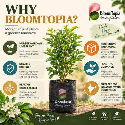 BloomTopia plant-handling and brand-information panel featuring Madhukamini Fragrant.