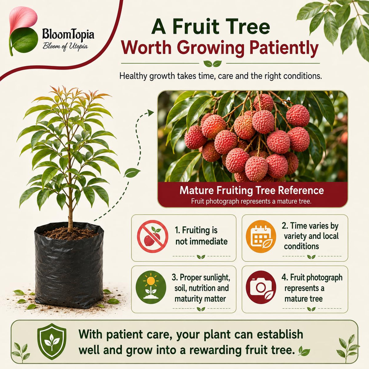 Young litchi plant beside mature fruit reference.