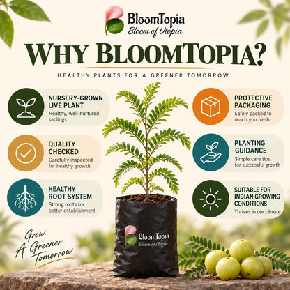 BloomTopia plant-handling and brand-information panel featuring Hybrid Amla Indian Gooseberry.