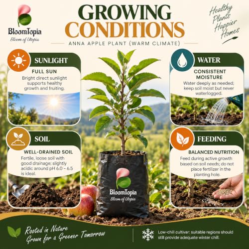 Sunlight, water, soil and feeding guide for Anna Apple.