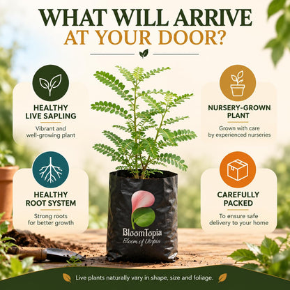 Illustrated plant, root close-ups and pack-presentation panel for Bhoomi Amla.