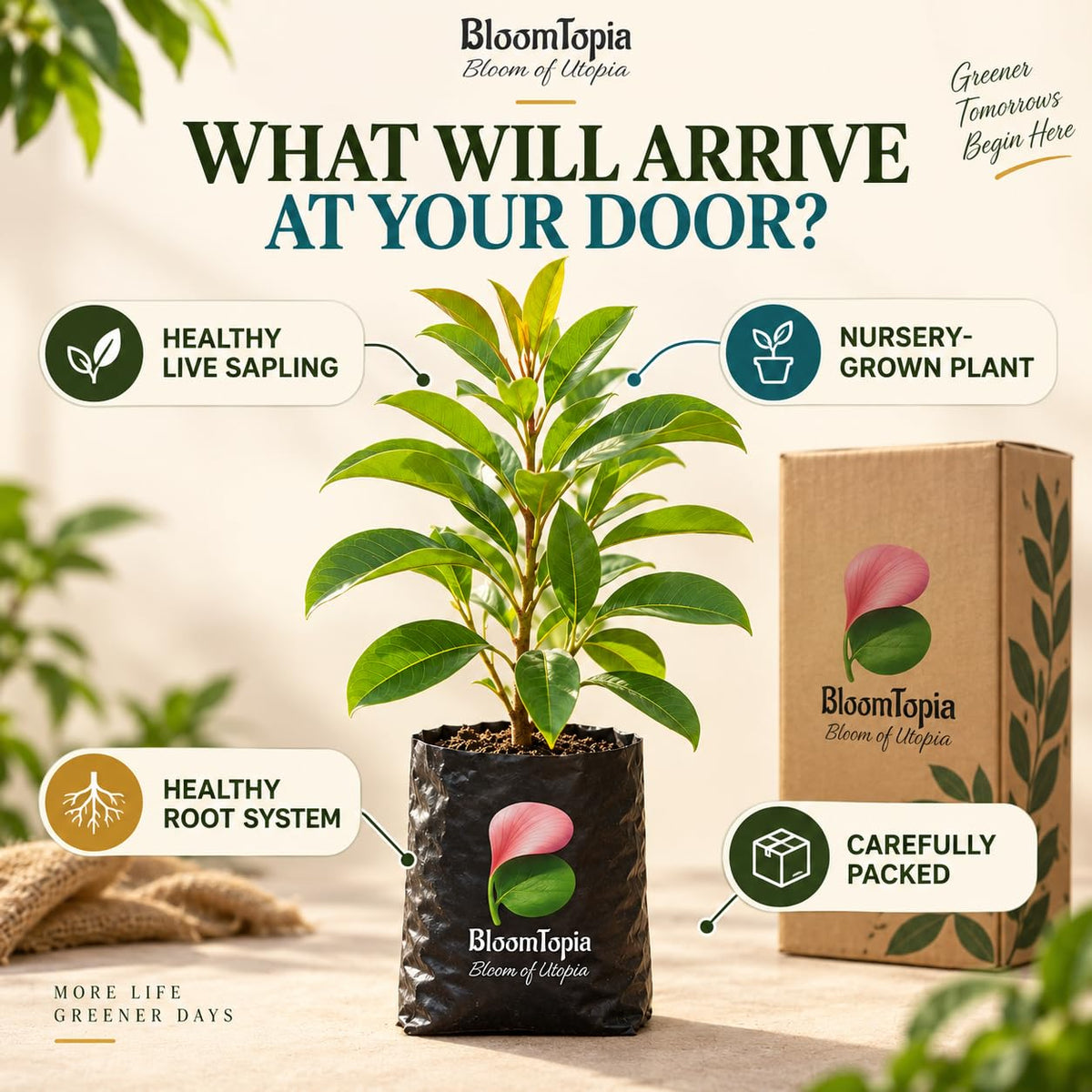 Illustrated plant, root close-ups and pack-presentation panel for Hybrid Chiku Sapodilla.