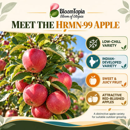 Illustration of mature HRMN-99 Hariman Apple features with variety callouts.