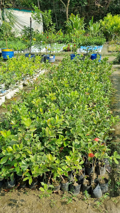 Rows of young nursery plants.
