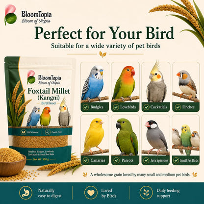 Examples of birds beside a foxtail millet pack.